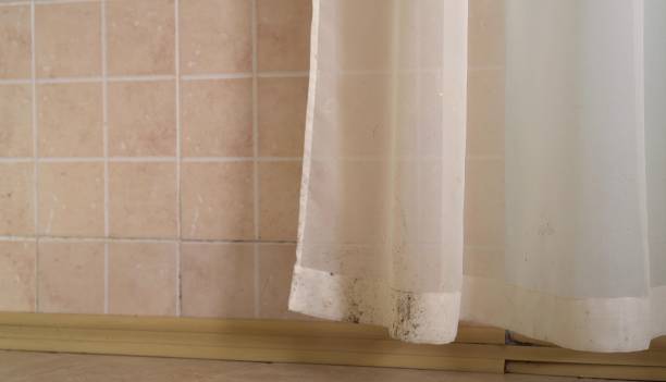  Carrollwood, FL Mold Removal Pros
