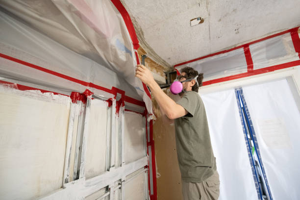Best Attic Mold Removal  in Carrollwood, FL