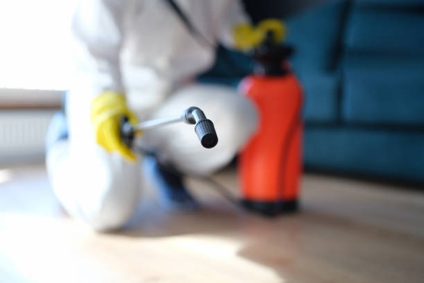 Professional Mold Removal in Carrollwood, FL
