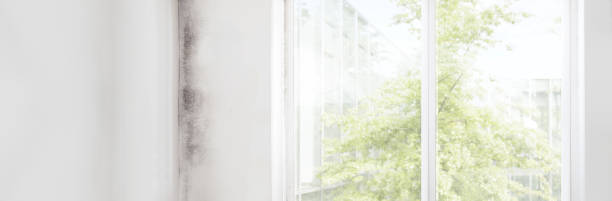 Best Black Mold Removal  in Carrollwood, FL