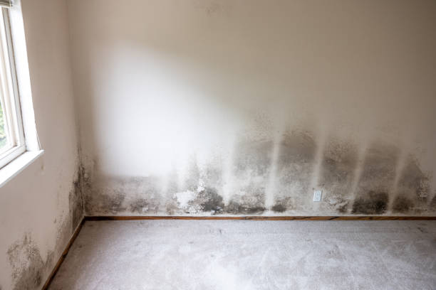 Carrollwood, FL Mold Removal Company