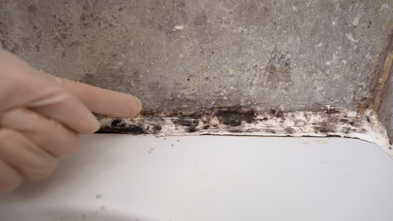 Best Mold-Related Health Consultation  in Carrollwood, FL